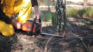 How Our Tree Care Process Works  in  Harrisonville, MO