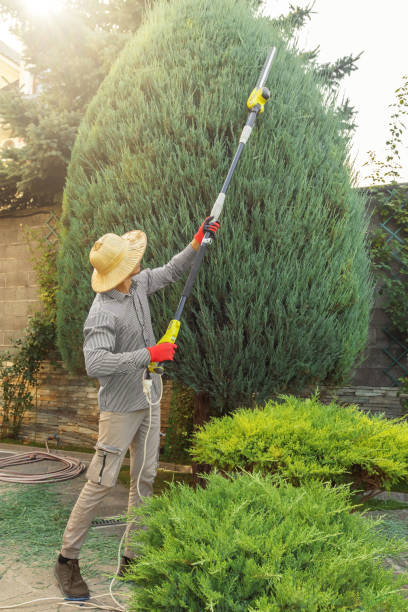 Reliable Harrisonville, MO  Tree Services Solutions